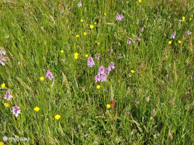 Orchideeën in Meddo's veen